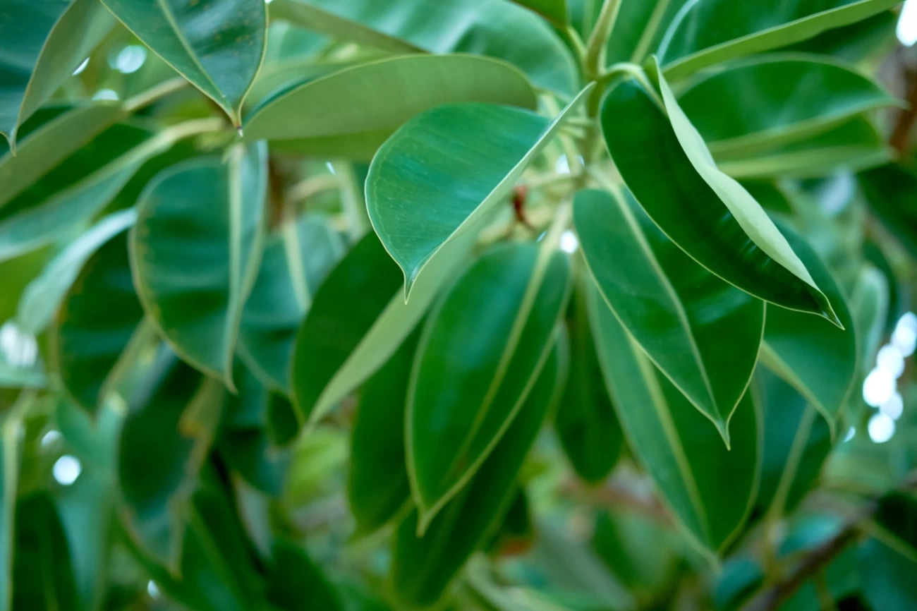 مراقبت از گل بنجامین