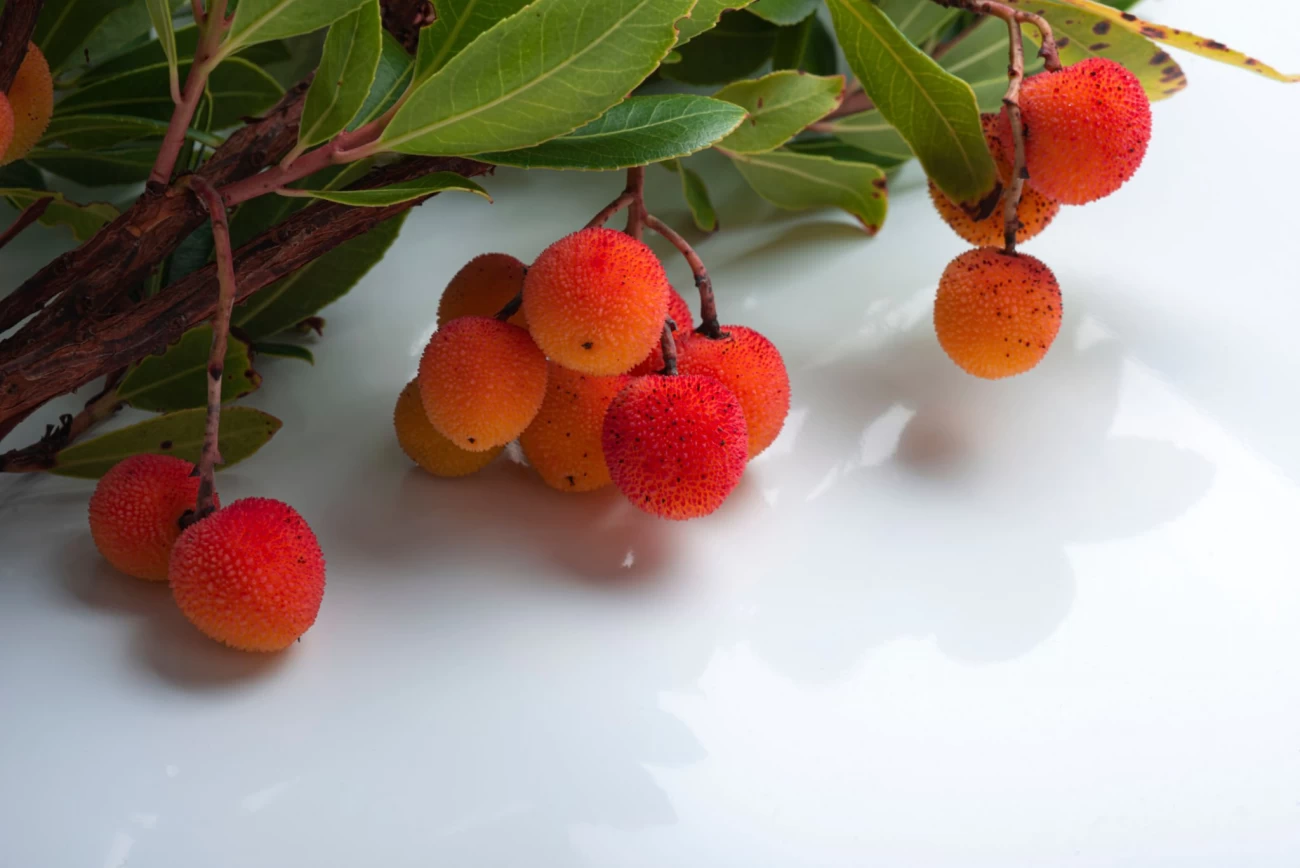3 روش برای تکثیر آربوتوس یا توت فرنگی درختی (2 نکته مهم) 3 روش برای تکثیر آربوتوس یا توت فرنگی درختی (2 نکته مهم)