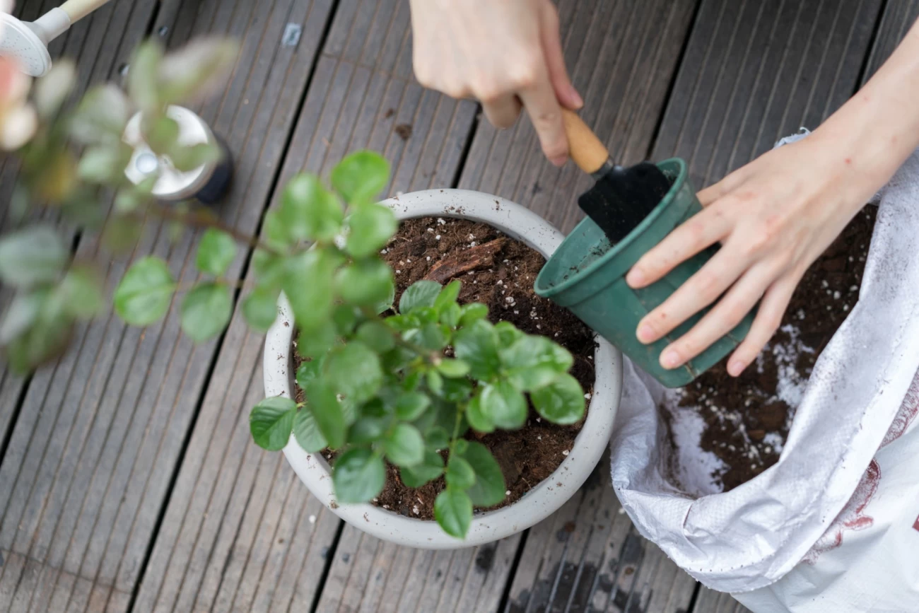 خاک مناسب برای کاشت رز