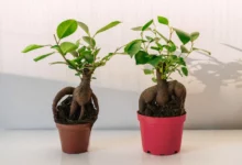 مراقبت و نگهداری از گیاه فیکوس میکروکارپا (انجیر پرده ای) (2 نکته مهم)