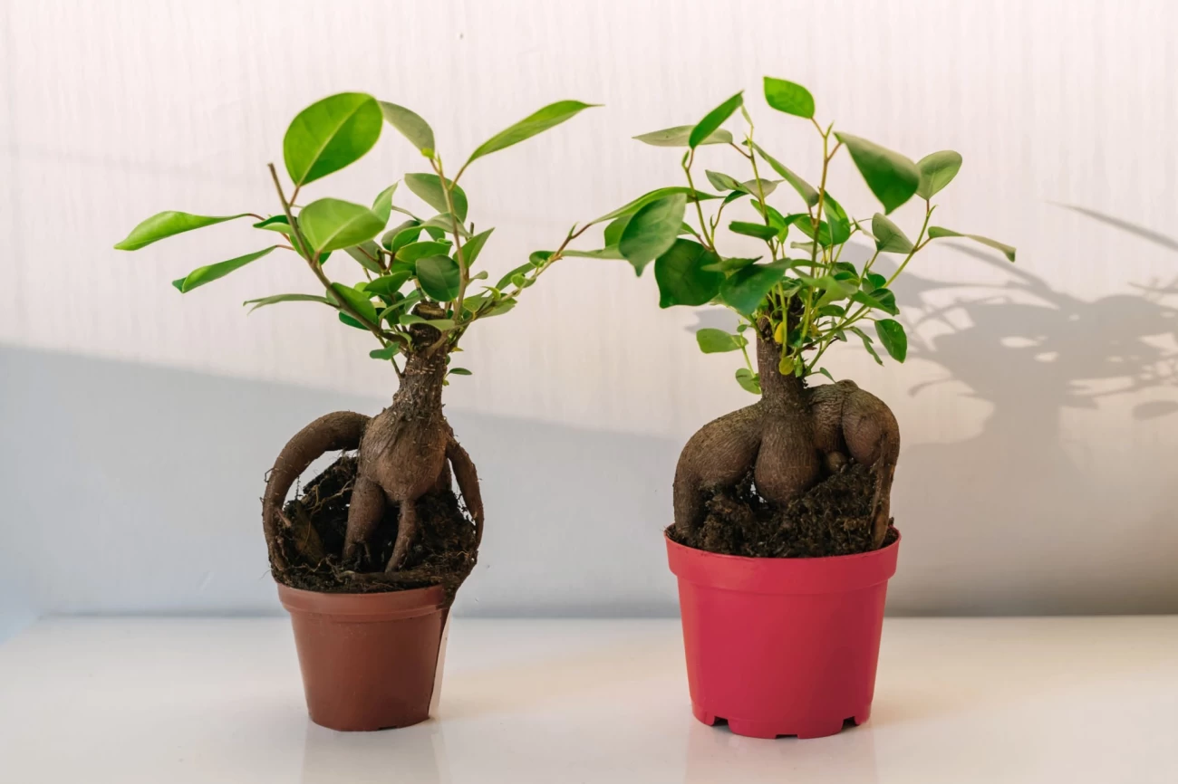 مراقبت و نگهداری از گیاه فیکوس میکروکارپا (انجیر پرده ای) (2 نکته مهم)