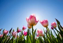روش نگهداری گل لاله در گلدان برای افراد مبتدی در گلخانه داری (2 نکته مهم)