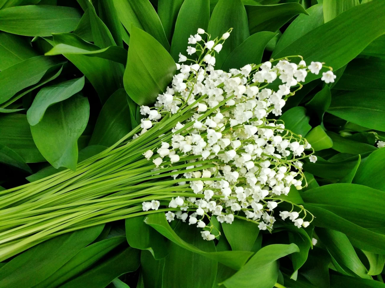 نحوه کاشت پیاز گل سوسن