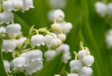 روش کاشت پیاز گل سوسن (مهم ترین گل زینتی جهان) (2 نکته مهم)