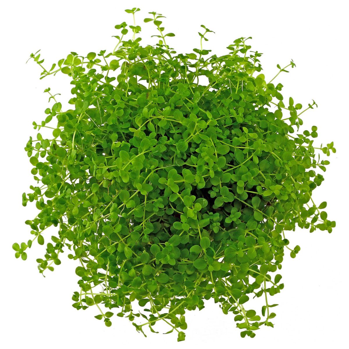 نحوه و آموزش کاشت بذر چمن مونت کارلو (2 نکته مهم)