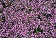اصول کاشت و پرورش گل تیموس ارغوانی (2 نکته مهم)