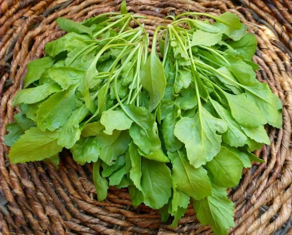 مراحل کاشت شاهی در آب