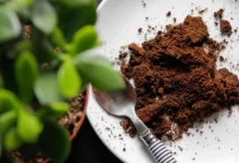 آشنایی با ترکیبات خاک هلندی + طرز تهیه (2 نکته مهم)