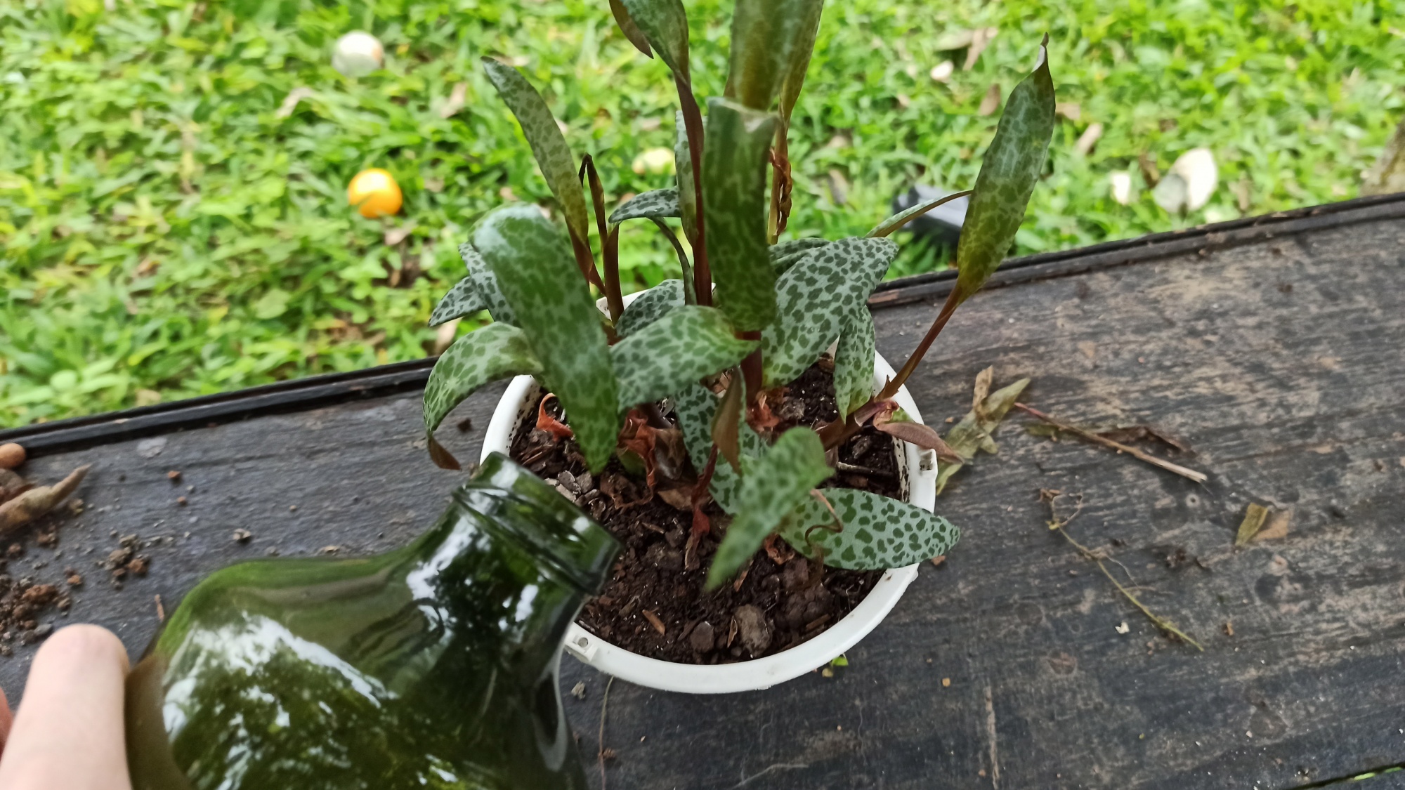 آشنایی با چگونگی پرورش گل لدبوریا