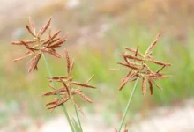 آشنایی با روش تکثیر و پرورش گیاه سیپروس (پنجه کلاغی) (2 نکته مهم)