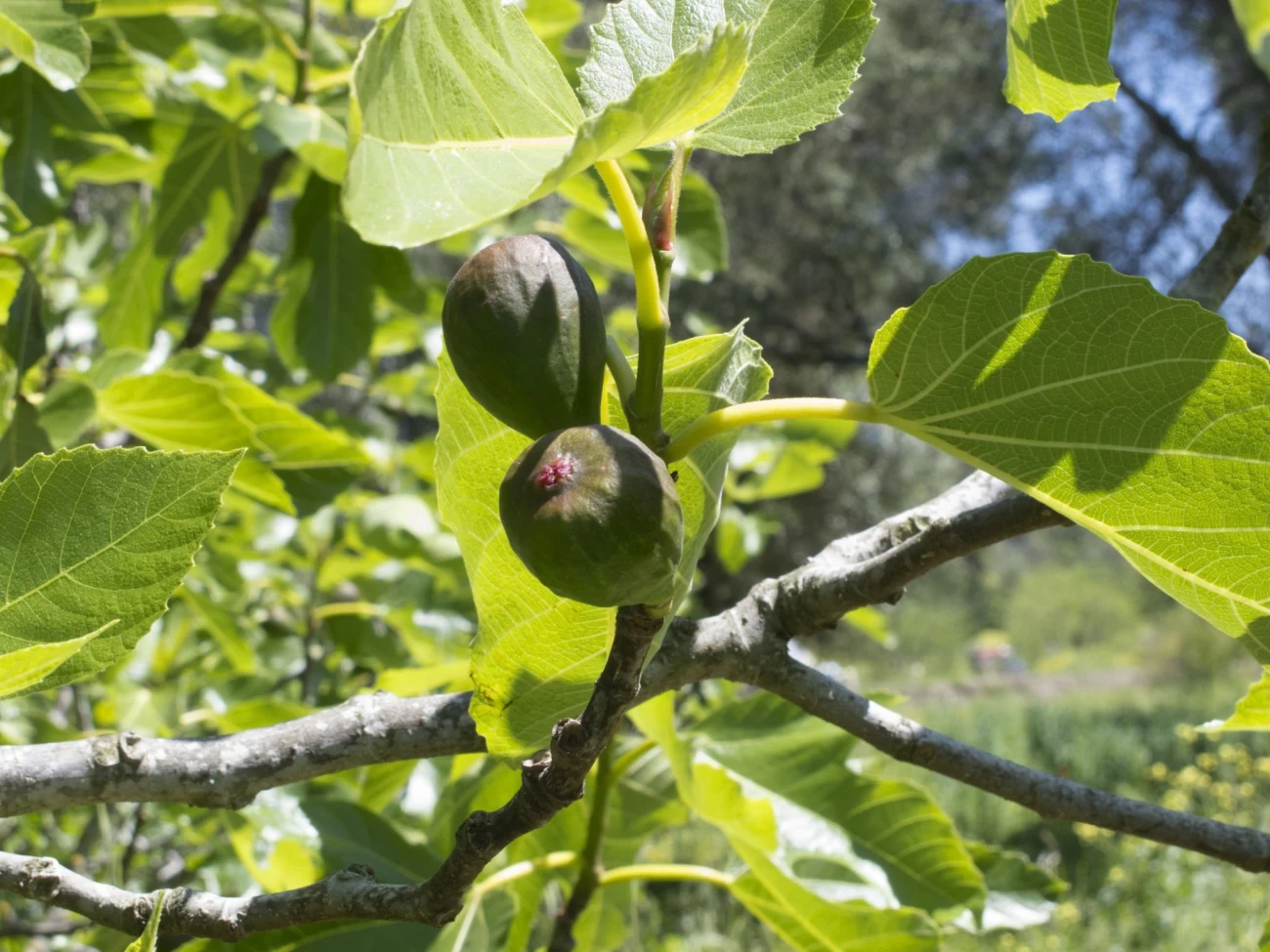 پروانه برگ‌خوار انجیر