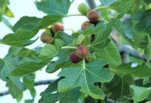 چگونه با آفت کرم برگخوار یا آفت بید درختان انجیر مبارزه کنیم؟ (2 نکته مهم)