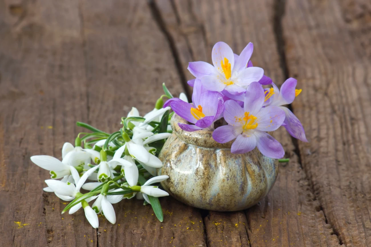 نکات مهم برای پرورش گل بنفشه آتشین (گل اپیشیا) (2 نکته مهم)