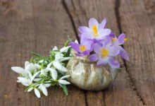 نکات مهم برای پرورش گل بنفشه آتشین (گل اپیشیا) (2 نکته مهم)