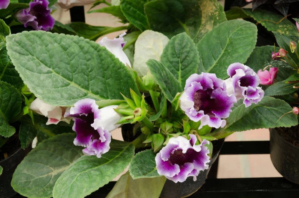 معرفی و راهنمای نگهداری گلوکسینیا