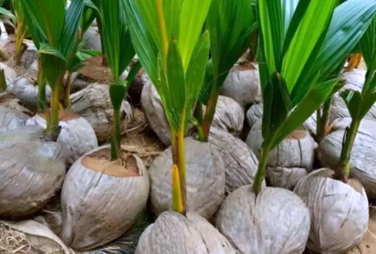 کاشت نارگیل