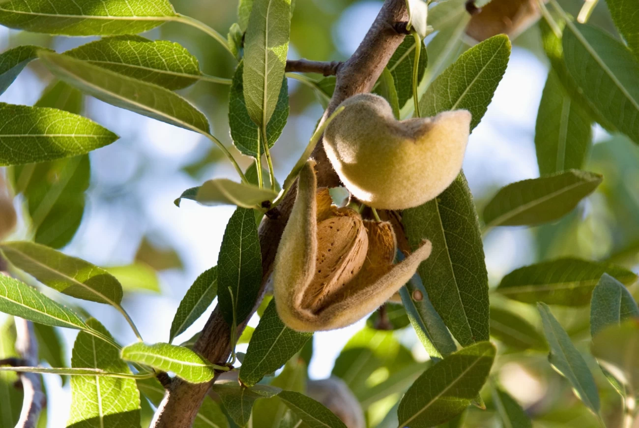 بهترین کود برای درخت بادام