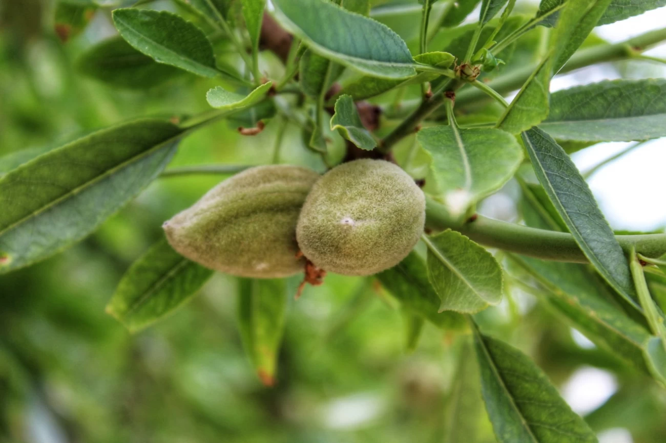 کود برای رشد سریع درخت بادام