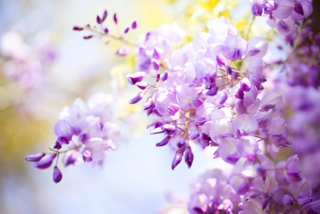 پرورش گل پیچ گلیسین