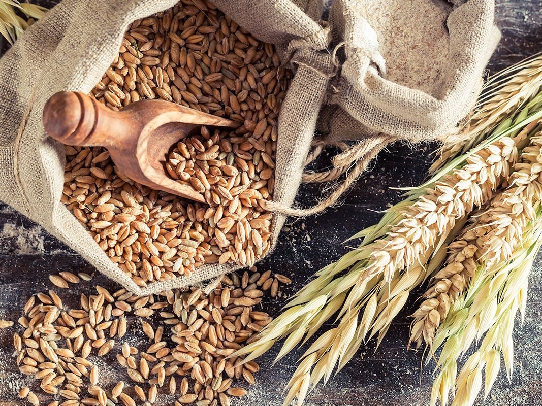 کود مناسب برای کشت غلات جو
