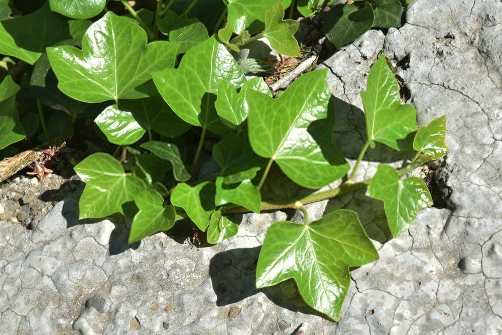 برگ پیچک برای درمان آسم 