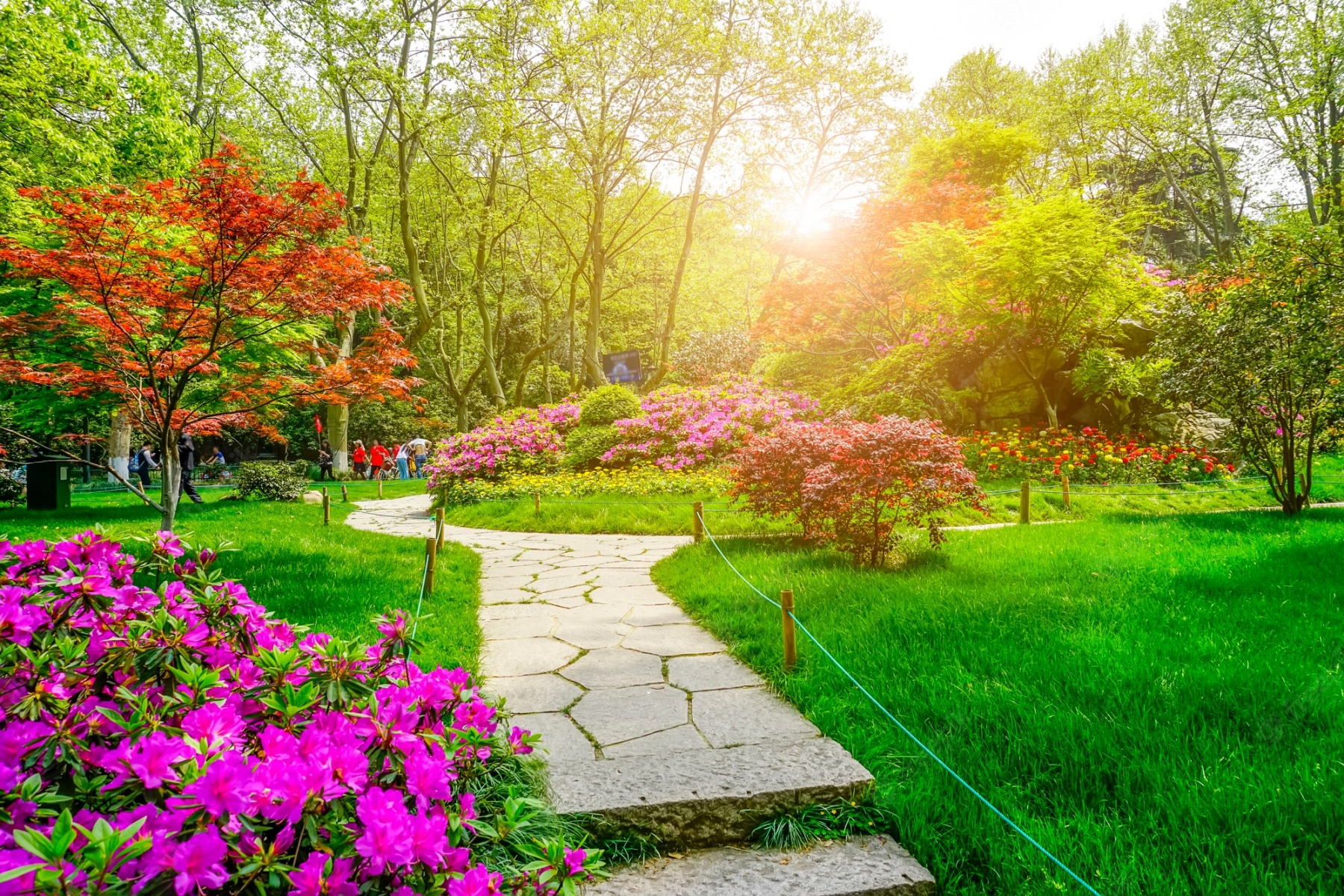 معرفی گیاهان سازگار با محیط، برای ویلاهای شمال ایران (2 نکته مهم) معرفی گیاهان سازگار با محیط، برای ویلاهای شمال ایران (2 نکته مهم)