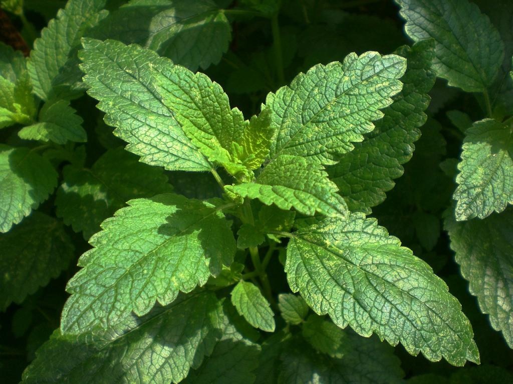 راهنمای کاشت و پرورش گیاه بادرنجبویه