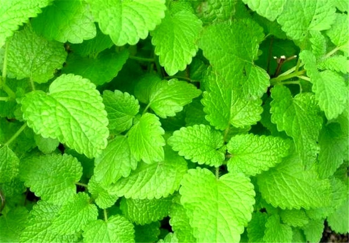 طرح کشت و فرآوری بادرنجبویه 