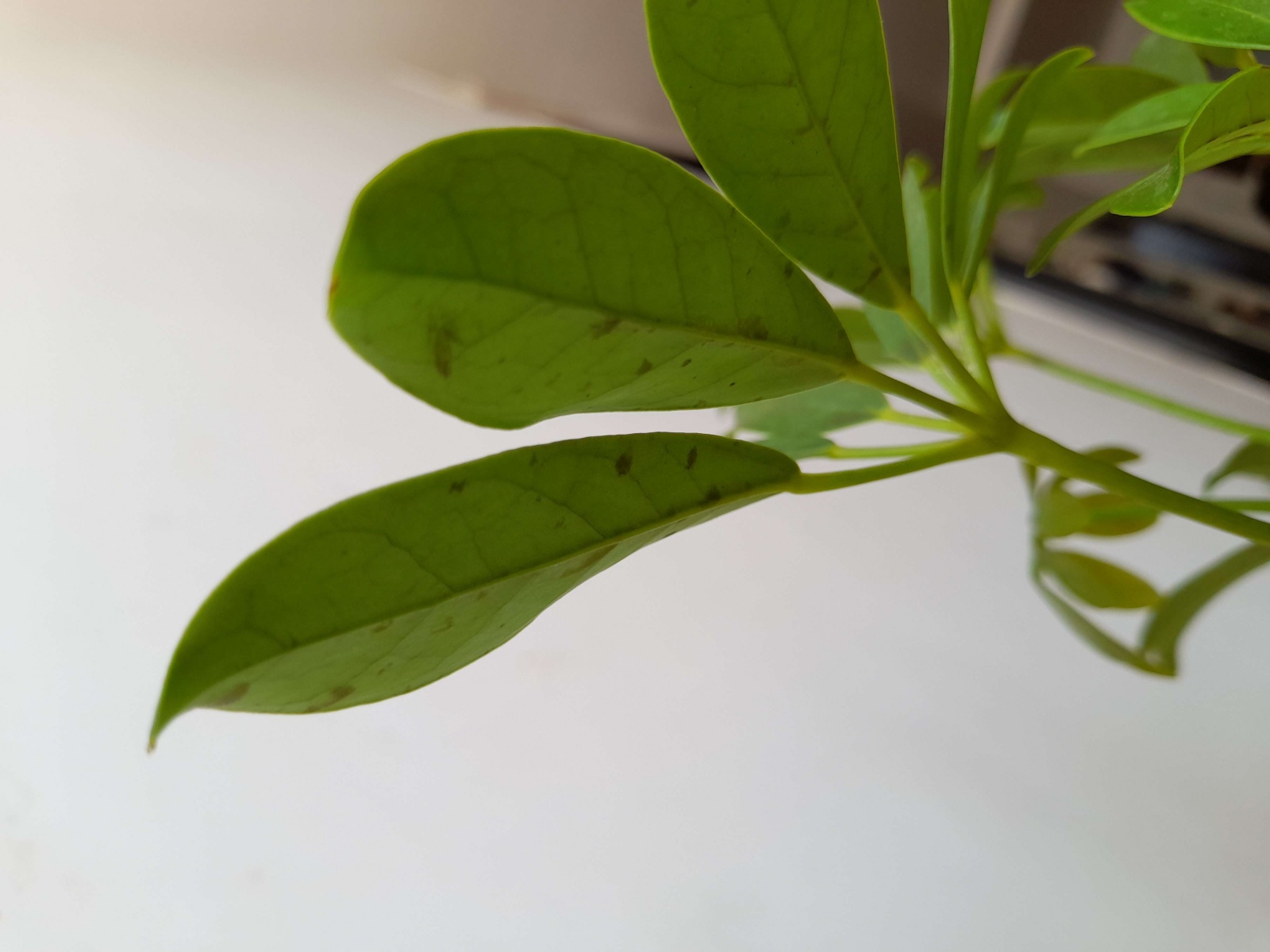 گیاه پتوس حصیری (مونسترا آدانسونی) چهار برگی