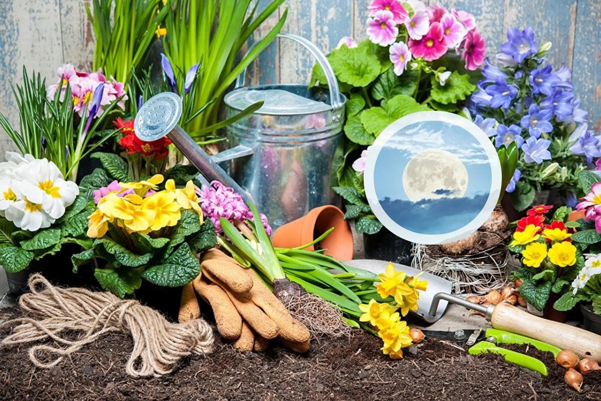 ضدعفونی کردن خاک گلدان و باغچه برای جلوگیری از قارچ و کپک (2 نکته مهم) ضدعفونی کردن خاک گلدان و باغچه برای جلوگیری از قارچ و کپک (2 نکته مهم)