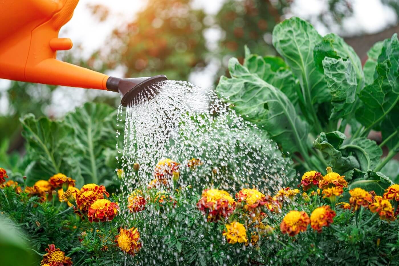 اصول و روش صحیح آبیاری گیاه
