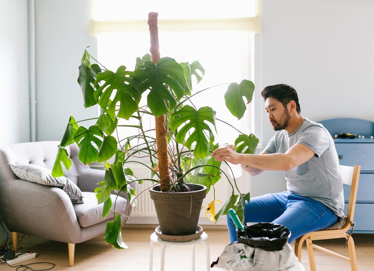 نحوه استفاده از کود آهن برای گیاهان آپارتمانی