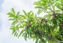 صفر تا صد کاشت و پرورش درخت چیکو (2 نکته مهم)