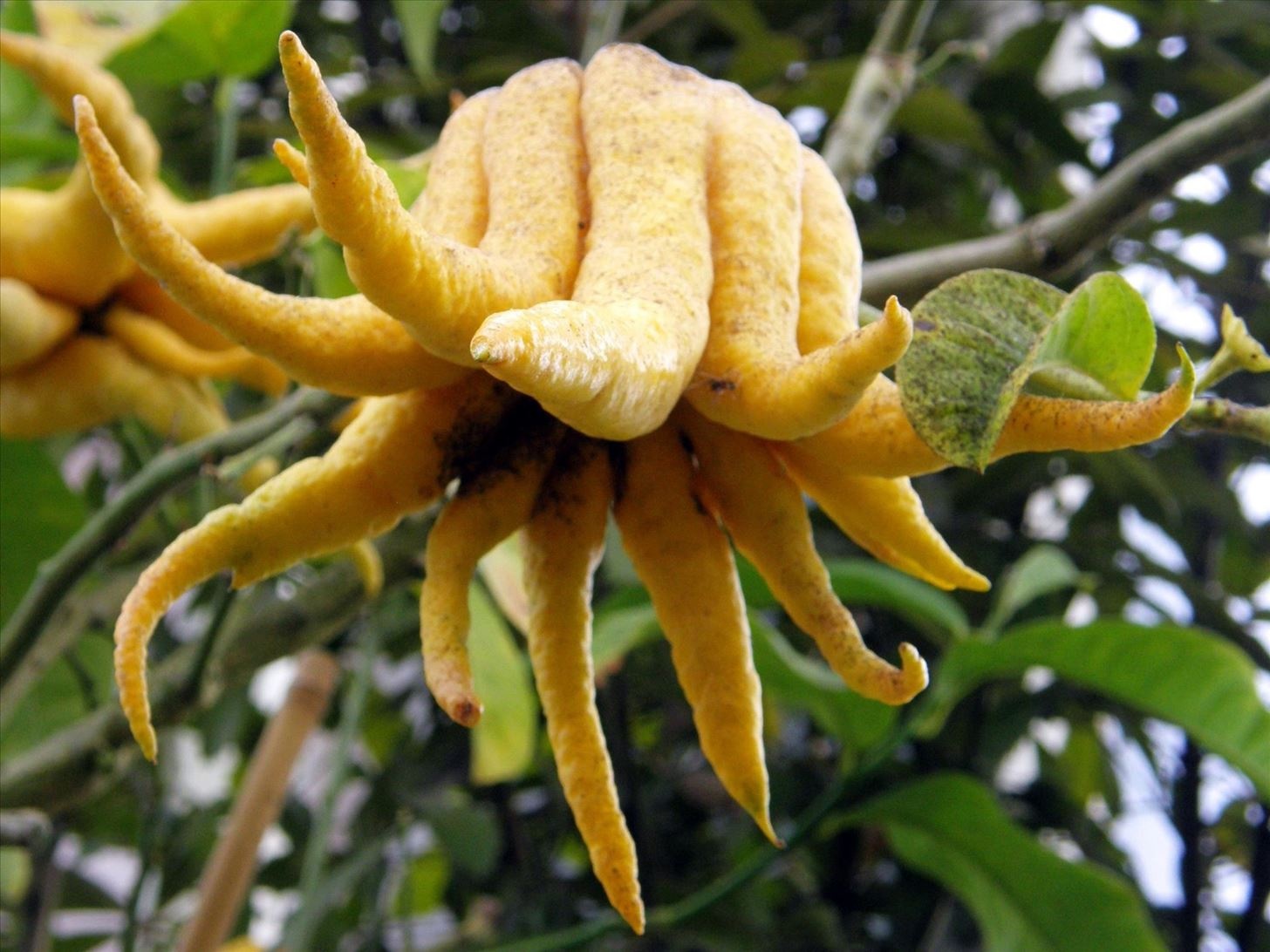 نحوه پرورش و نگهداری میوه دست بودا ( لیموی دست) (2 نکته مهم)