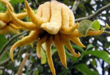 نحوه پرورش و نگهداری میوه دست بودا ( لیموی دست) (2 نکته مهم)