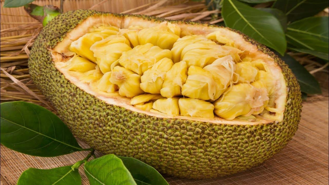 شرایط پرورش و نگهداری جک فروت