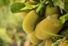 نحوه ی پرورش و نگهداری بذر میوه جک فروت (2 نکته مهم)