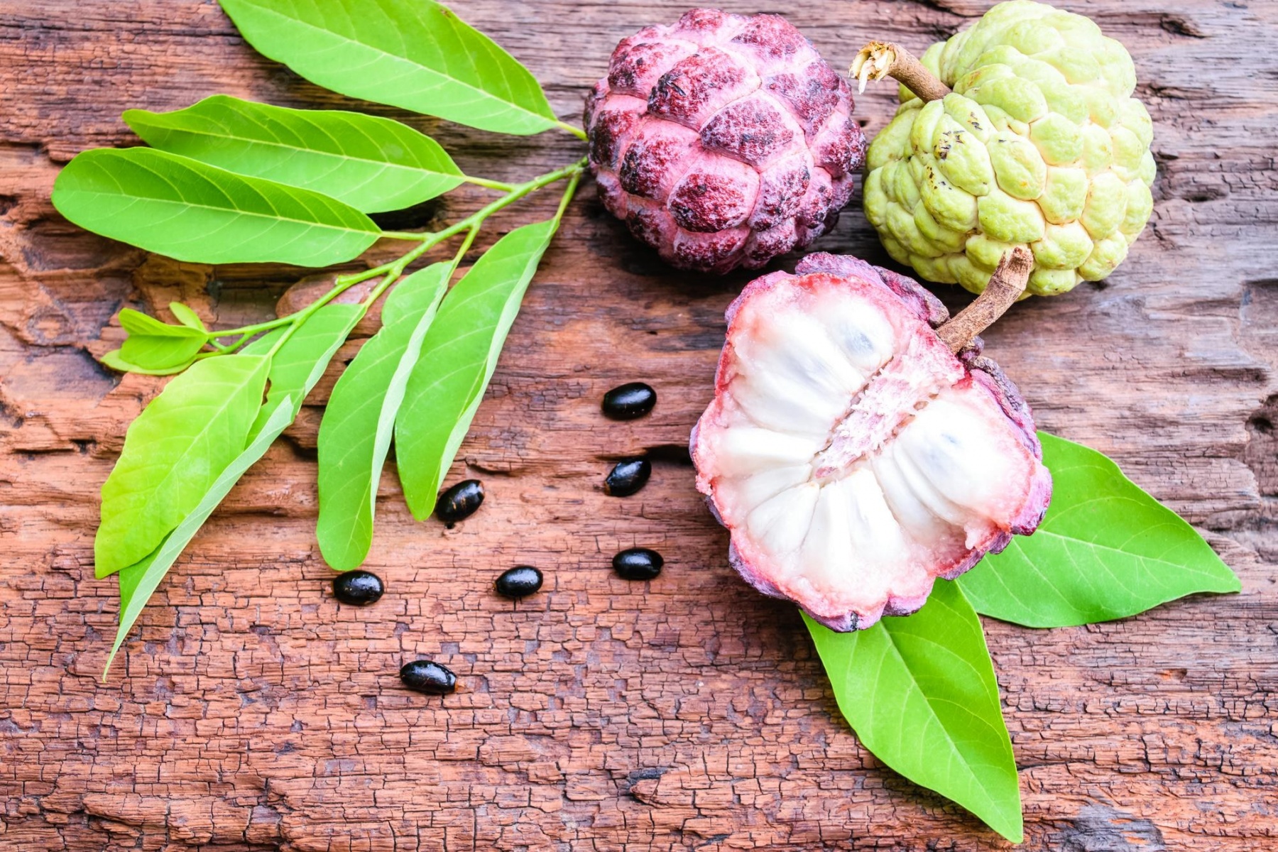 آموزش نگهداری و پرورش میوه شوگر اپل یا سیب کاستارد (2 نکته مهم) آموزش نگهداری و پرورش میوه شوگر اپل یا سیب کاستارد (2 نکته مهم)