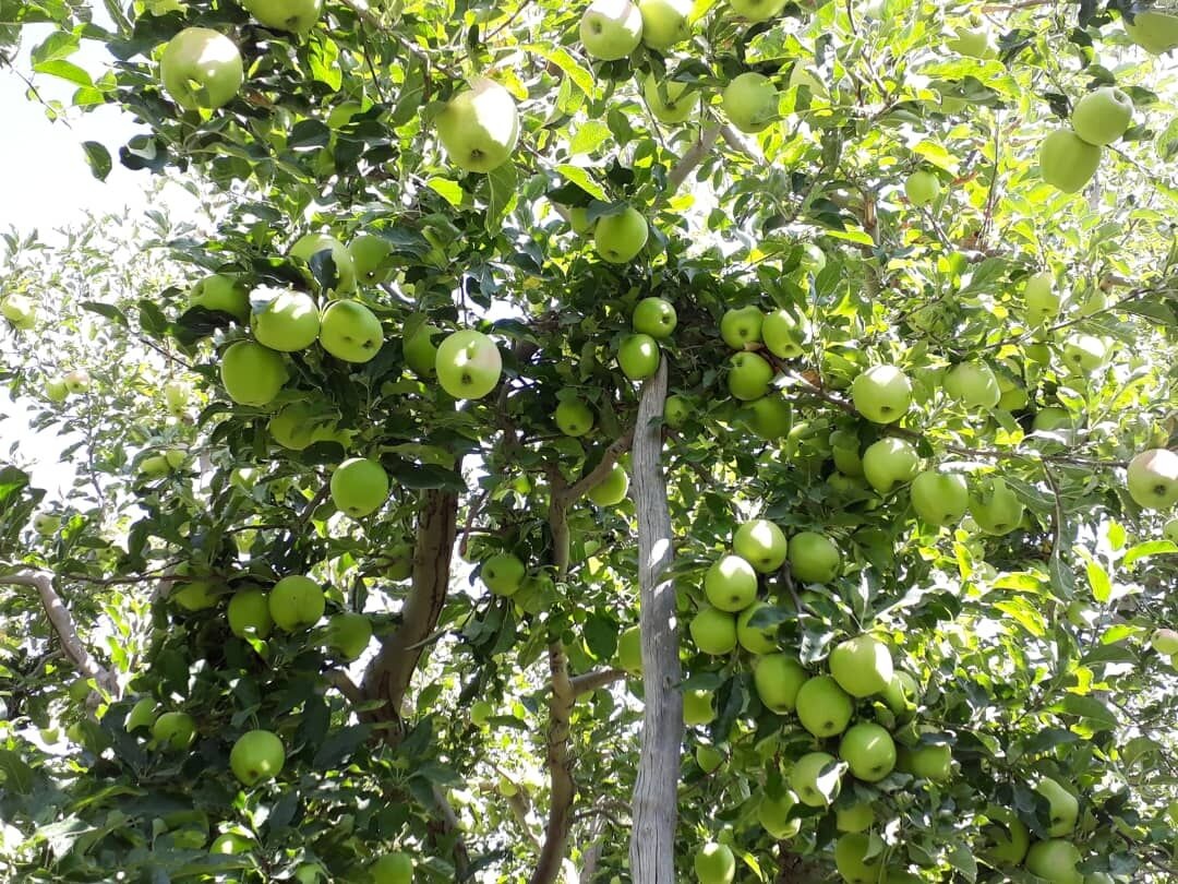 کاشت بذر بائل فروت یا سیب چوبی هندی