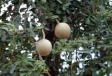 چگونگی کاشت بذر بائل فروت یا سیب چوبی هندی (2 نکته مهم)