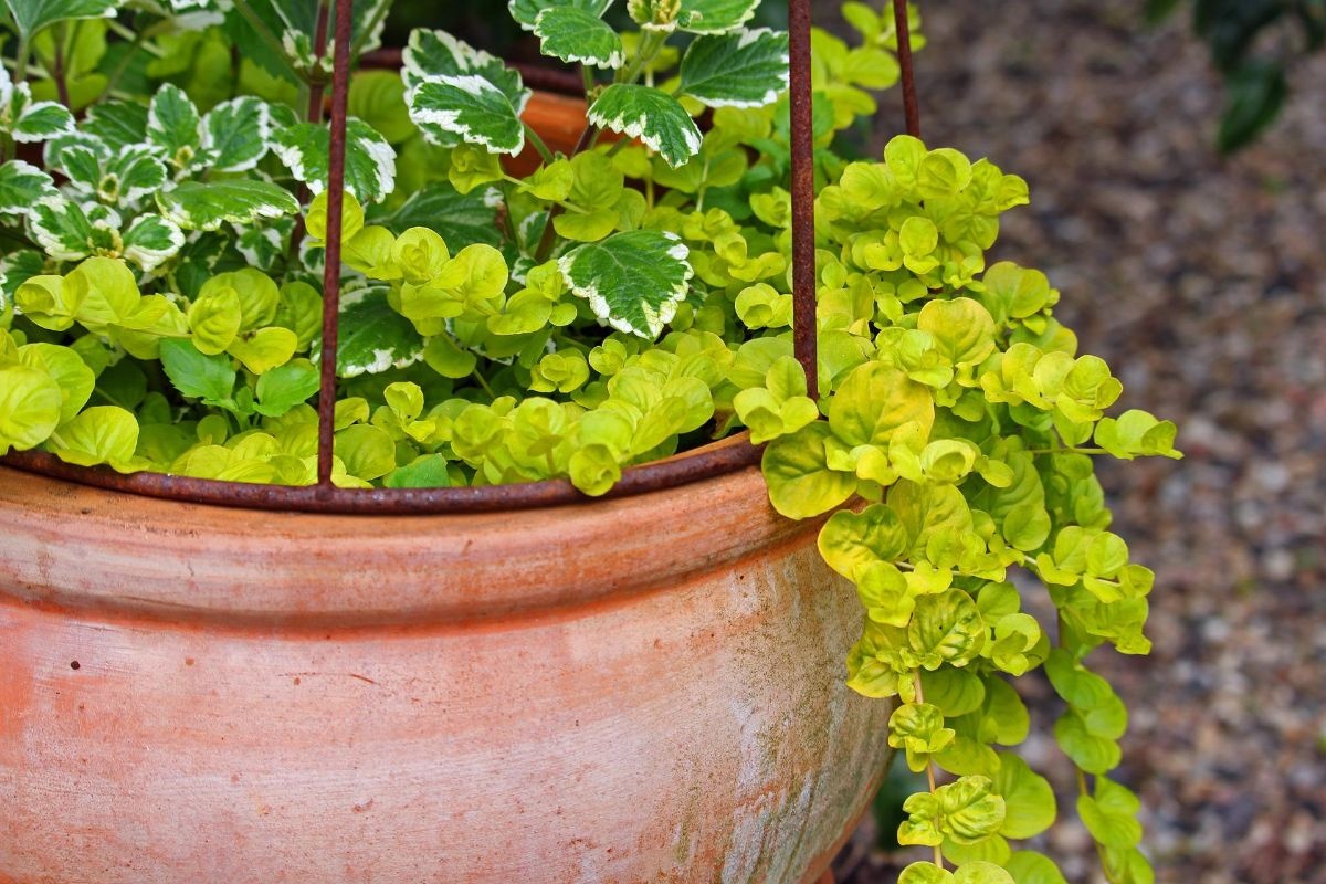 ایجاد رطوبت برای گلهای آپارتمانی