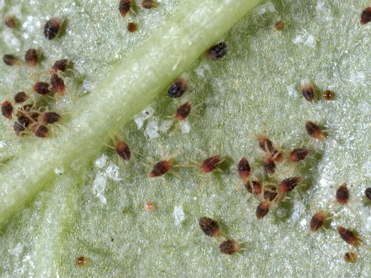 کنه تار عنکبوتی یا کنه قرمز (Spider mite)