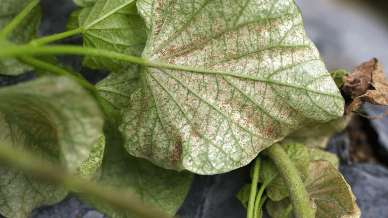 رفع کنه تارعنکبوتی