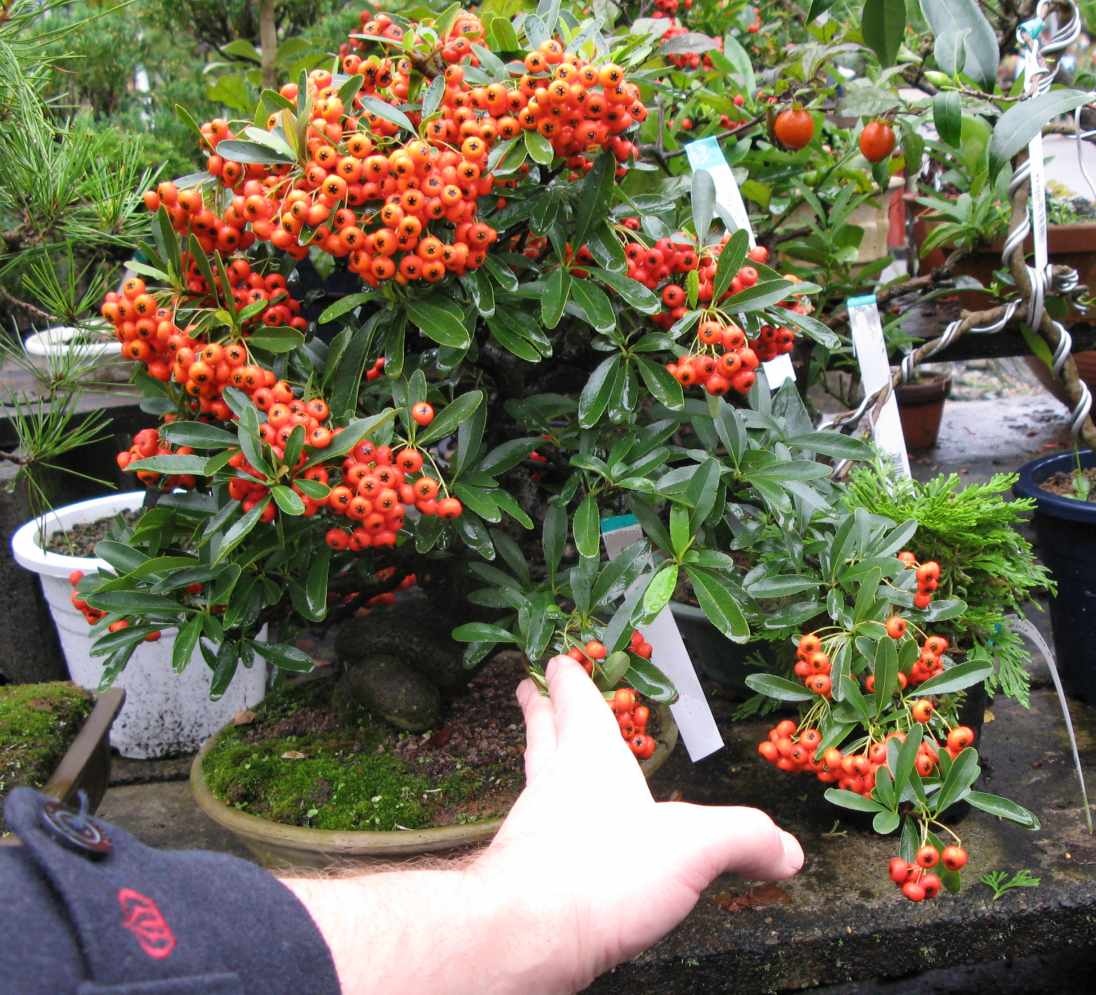 پرورش بونسای پیراکانتا