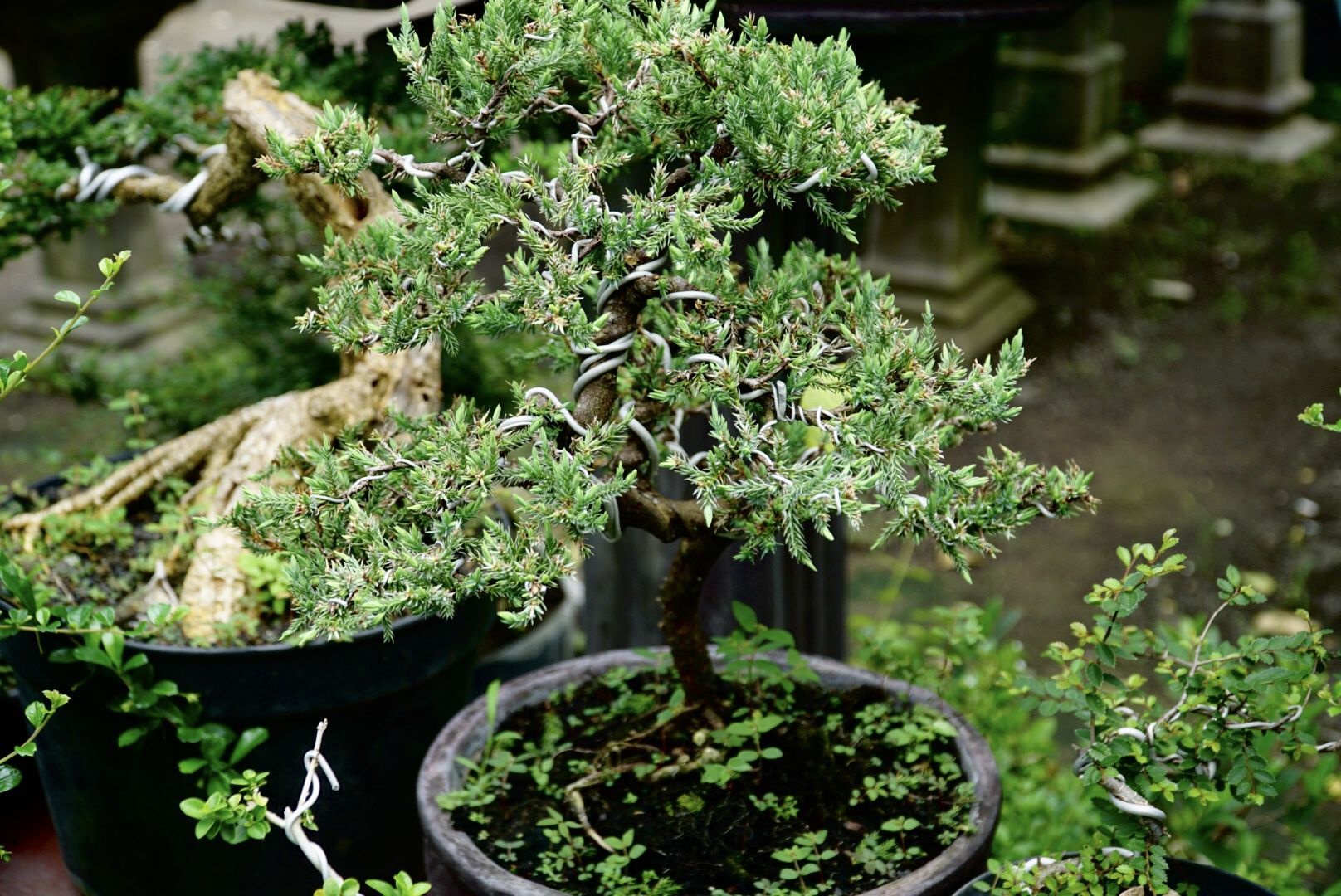 نگهداری بنسای