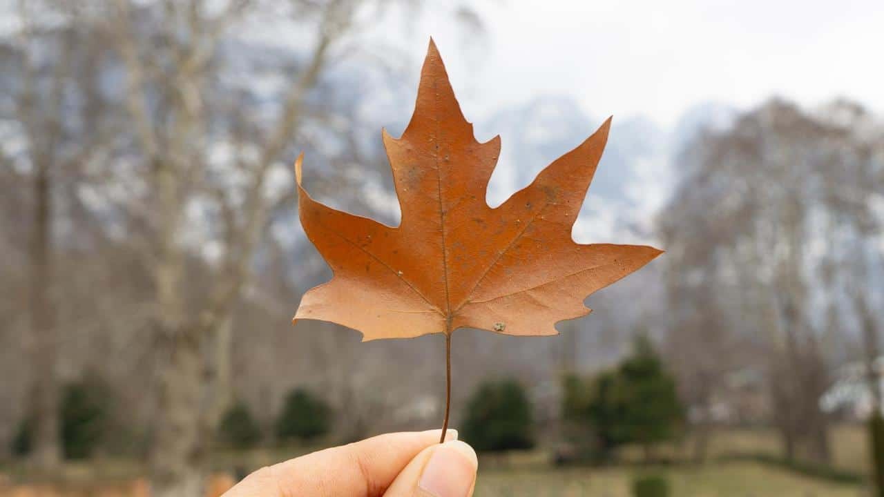 فرق چنار و افرا