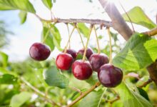 چه کودی برای رشد درخت گیلاس مناسب است؟ (2 نکته مهم)