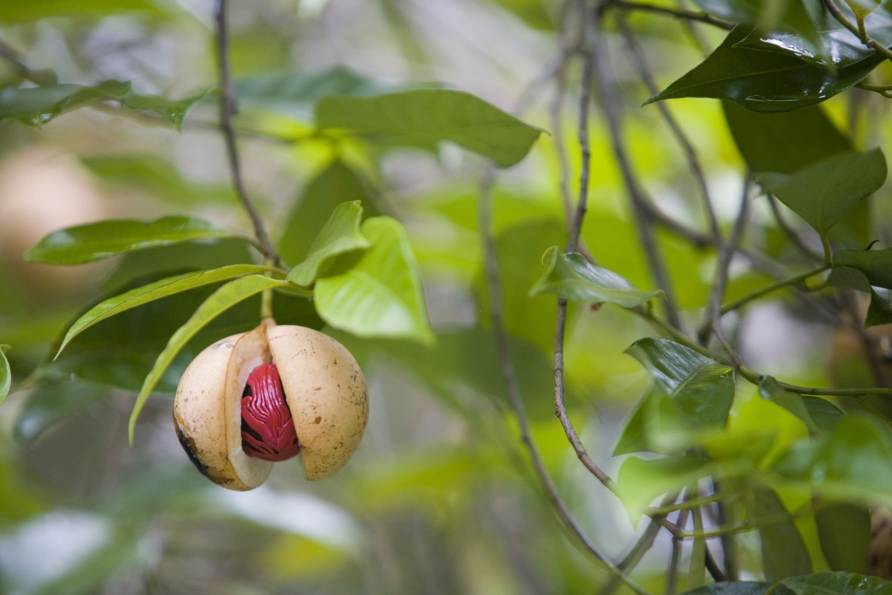 کاشت درخت جوز هندی 