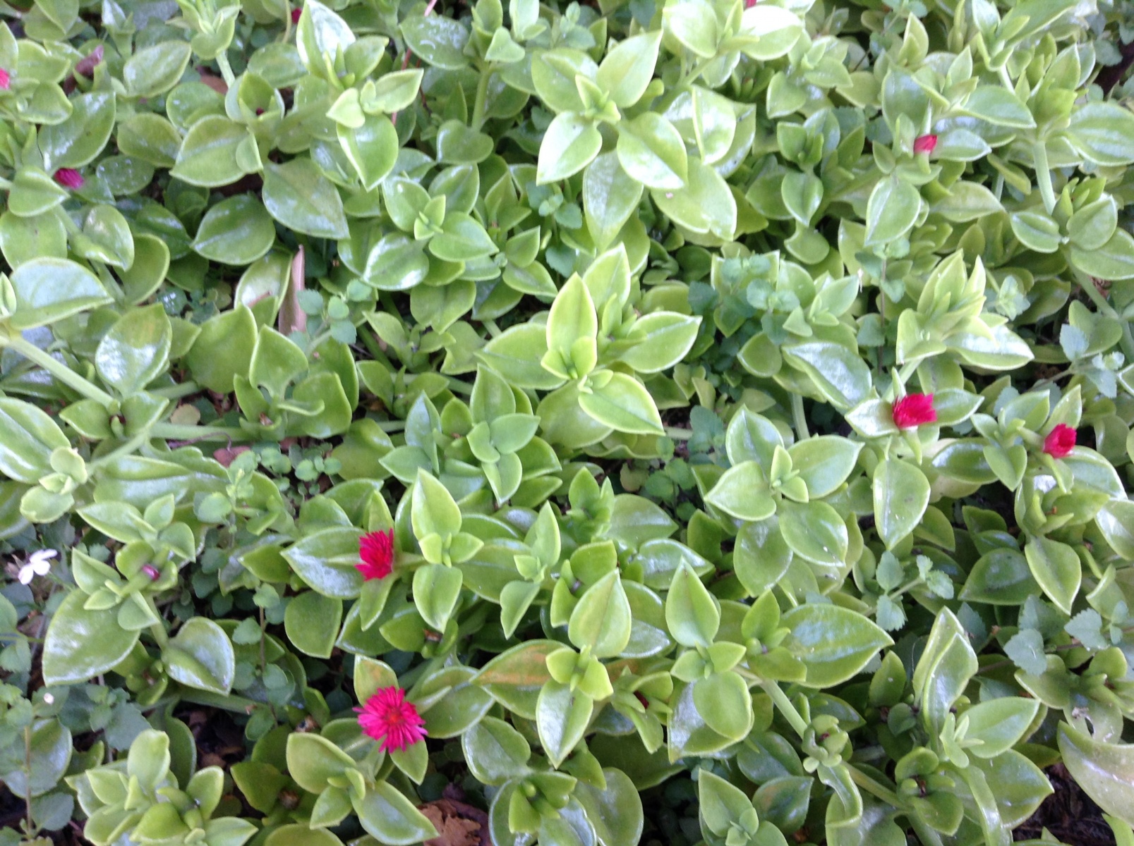 پرورش گیاه ناز یخی