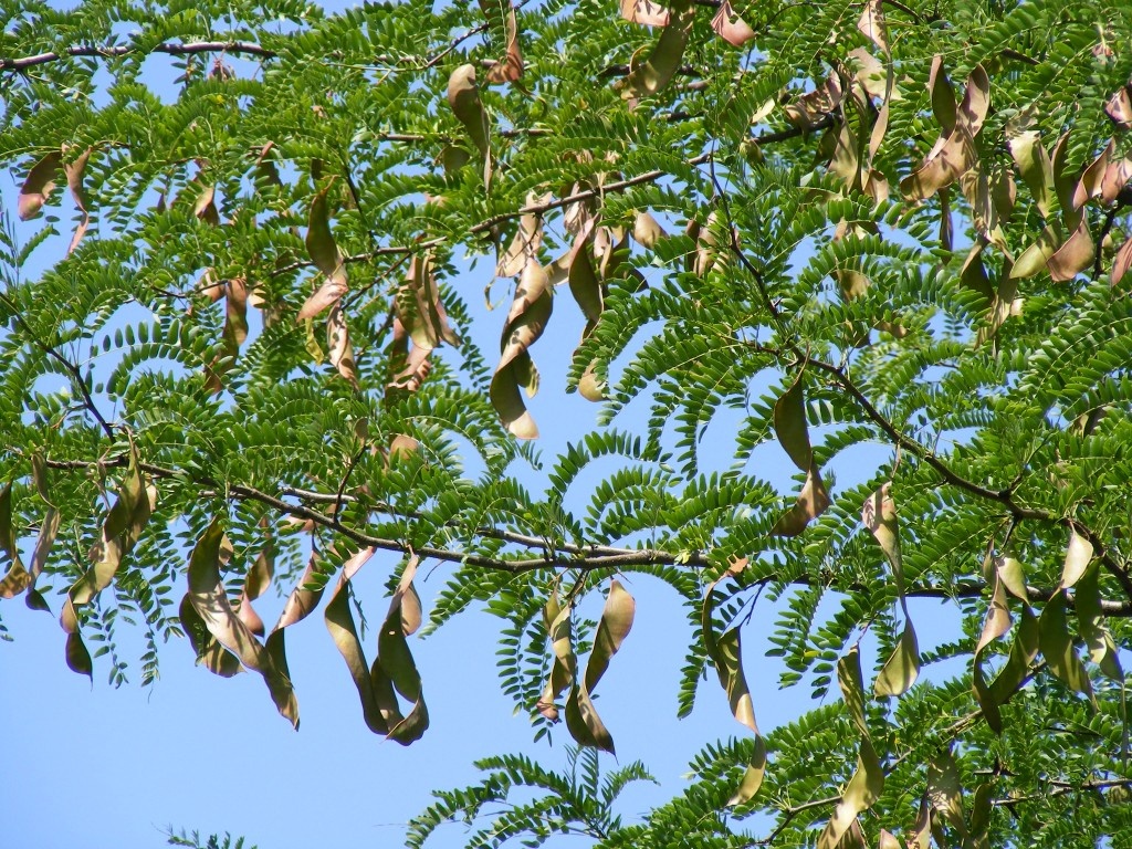 کاشت درخت خرنوب